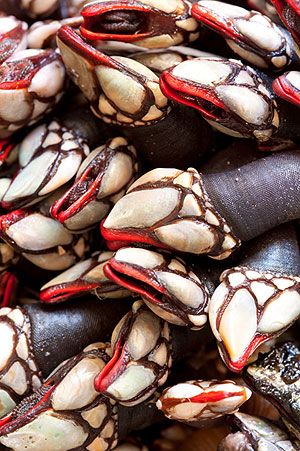 Percebes